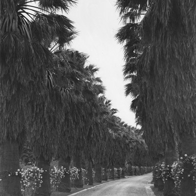 Avenida das Washingtonias, uma das principais ruas do Jardim e Museu Agrícola Colonial, 1947