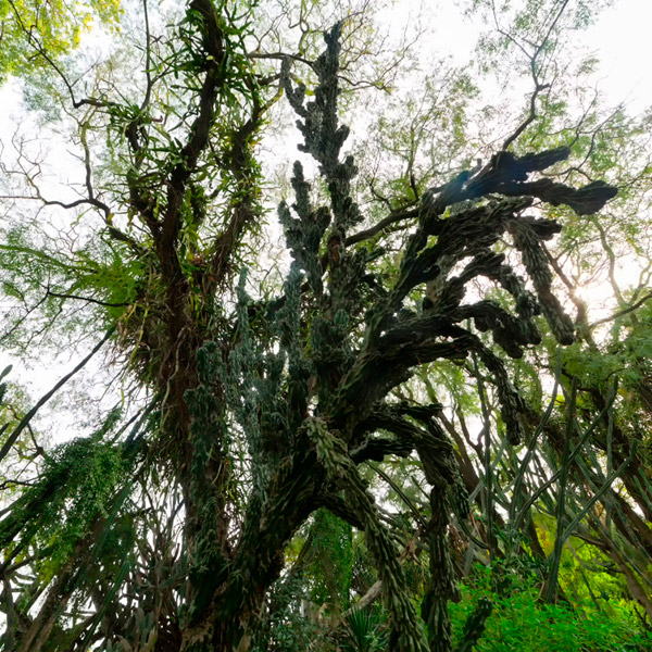 Jardim dos Catos