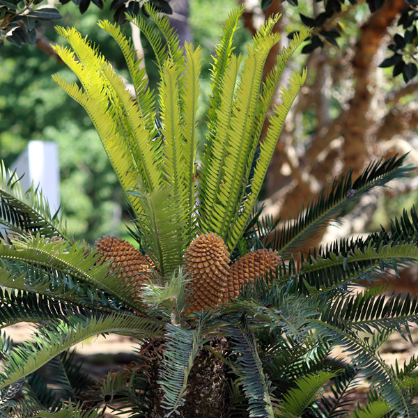 Lago Principal - Cicas, Cycas revoluta