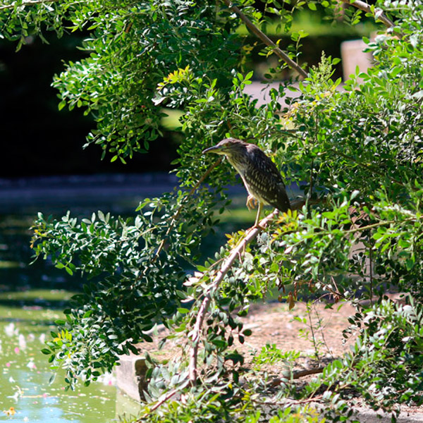 Lago Principal - Garça-noturna juvenil, Nycticorax, nycticorax