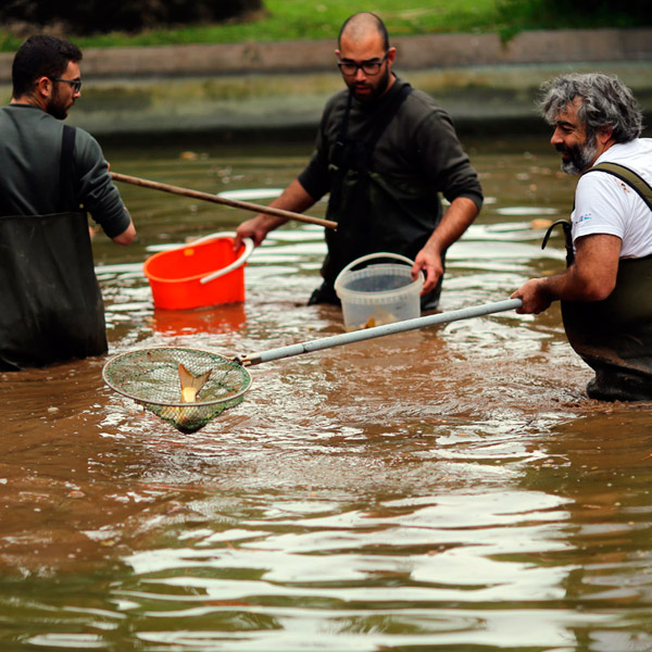 Translocação dos ca. de 300 peixes