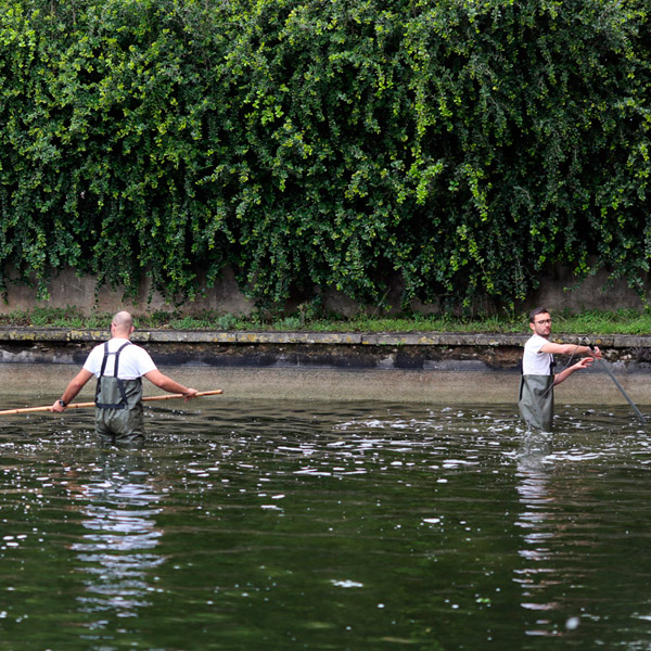 Trabalhos de translocação dos peixes do Tanque do Palácio para o Lago Principal