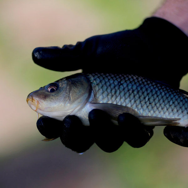 Trabalhos de translocação dos peixes do Tanque do Palácio para o Lago Principal