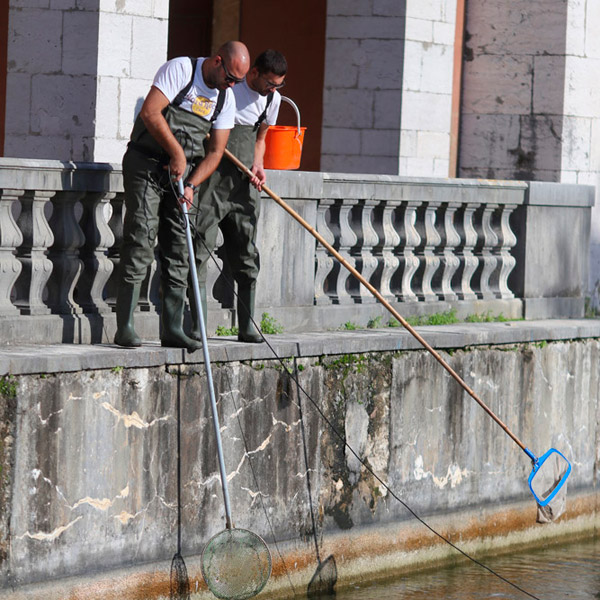 Trabalhos de translocação dos peixes do Tanque do Palácio para o Lago Principal