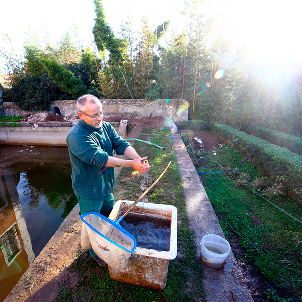 Trabalhos de translocação dos peixes do Tanque do Palácio para o Lago Principal